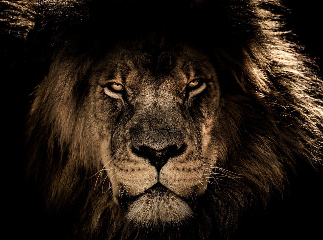african lion, wild cat, feline-2888519.jpg